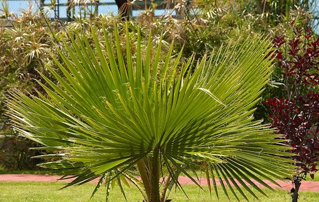 Sierlijke Mexicaanse waaierpalm hoogte ↕ 80 - 100 cm!